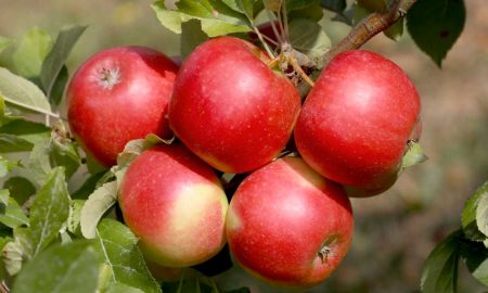 Экспорт яблок Украина